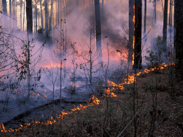 Prescribed fire takes place in a longleaf forest.